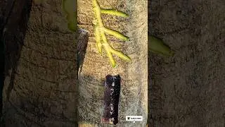 Trees juice hunter #shorts #short #viral #craft #satisfying #juice #trending #bamboo1 #fashiontrends