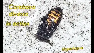 #8 Timelapse - TOP attack tactics OF Carebara diversa | AntOnTop