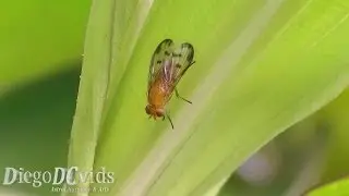 Mosca amarela pequena (Brachycera) yellow fly species