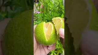 Most Satisfying and refreshing || Mosambi || Sweet lime #shorts #viral