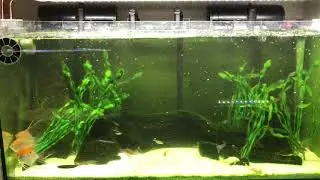 new filter added to the angelfish/ keyhole cichlid / corydoras tank