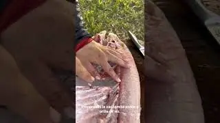 Cachama ali&ntilde;ada