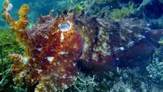 giant cuttlefish- Greg Tannos