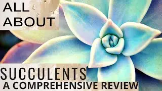 How To Grow Succulents | Planting, Watering, Fertilizer, Plant Health, Etc.