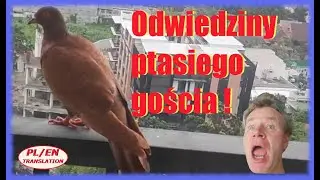 Niezapowiedziany świąteczny gość! Zobaczcie kto nas odwiedził i narobił kłopotów w święta!