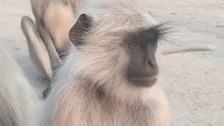 monkey cinematic shooting 🎥 #viral #shorts #youtubeshorts #hanuman #viralvideo #cinematic #yt