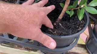 Beginners Bonsai Challenge - Week 1- Selecting a tree