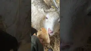 Настало время тостов для Белки и Жука, наших счастливых овец, живущих в сарае. Нужна ли нам собст...