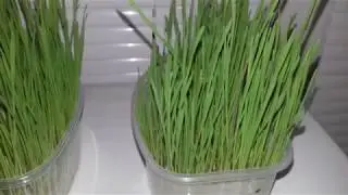 Проращиваем зерно