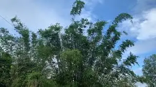 ang gandang pagmasdan  dancingtree