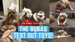 Big Dog Toy Review - American Bullies put them to the test!