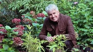 Get Gardening: Don't be afraid of shade!