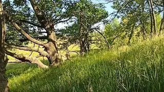 Natural Beauty Multimedia Project. Part 19
