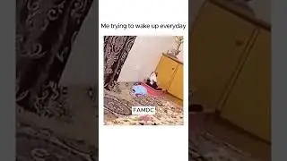 Me trying to wake up everyday | Funny Animal Moments 🤣😂