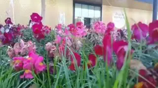Shymkent Plaza до открытия