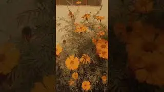 #merry christmas #flowers #marigold
