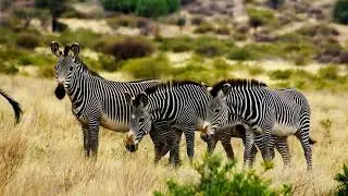 differences between Grevy's and Plains zebra : Spot the Difference!  A Visual Wildlife Guide