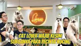 SURGANYA PARA PECINTA KUCING - WAJIB KESINI !!!!
