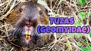 Explorando el Mundo Subterr&aacute;neo: El Fascinante Universo de las Tuzas