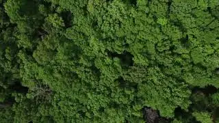 Champion Trees for Reforestation