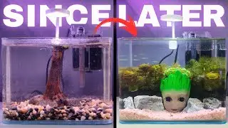 SINCE-LATER Aquascaping | Nano Tank Aquascape | Planted Aquascape | Groot Aquarium #groot #carpet