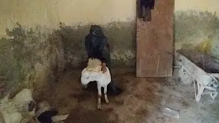 Today's video of a very big white goat playing with a boy ۔
