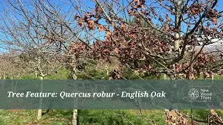 Tree Feature: Quercus robur - English Oak