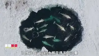 Beluga whale Forced to become a perpetual motion machine#Animal science popularization#You