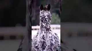 The Knabstrupper is a Danish horse breed with a unique coat pattern #horse #wildlife #shorts