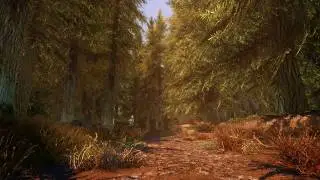 Skyrim Special Edition ENB 2018 Graphics - Photorealistic Walk in the Forest