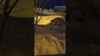 Ночная 🦊Хищница.Nocturnal predator