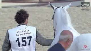 N 157 SHAIKHA AL DANAT   15th Qatar International Arabian Peninsula Horse Show 2026   Mares 11+ Year