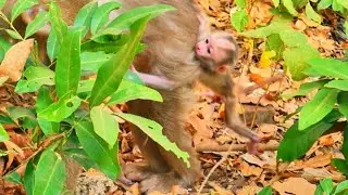 Tiny Baby Monkey Left Crying on Hard Ground While Mother Walks Away