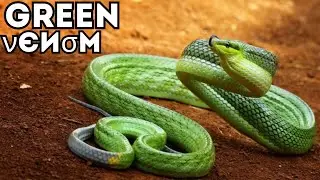 Emerald Green Pit Viper Facts | Beautiful but Deadly