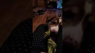 pup chewing on toy 2 - Border Collie