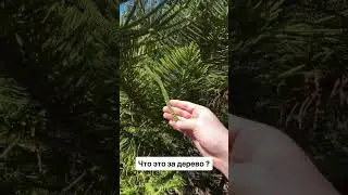 Coniferous tree in Nice #aerated concrete house #houseconstruction #Saint Petersburg #NiceCote d'...