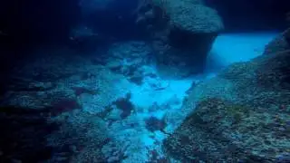 (Taeniura grabata) chucho negro o raya gigante
