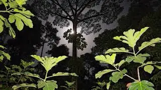 🔴 LIVE 🌲 Deep Forest Ambience Nature Sounds for Sleep, Focus, Meditation, Calm Mind, and Relaxing