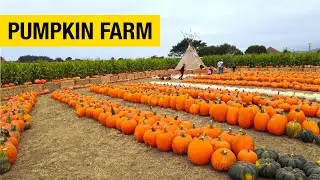 More than 50 Pumpkin Varieties at this Farm in Half Moon Bay