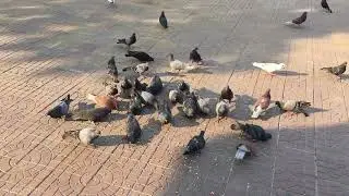 My Leisure time, Feeding the pigeons and playing volleyball, Volleyball khmer, NisaySneAmatak