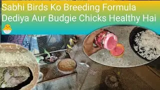 Sabhi Birds Ko Breeding Formula Dediya Aur Budgie Chicks Healthy Hai 🐣