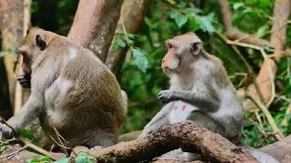 Jane monkey and Jazzy when eating some food ready They find place for relaxes in day time