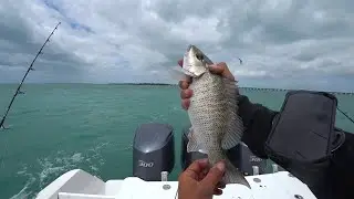 Fish Whisperer??? NICE Mangrove Snapper LIVE on Twitch.tv!
