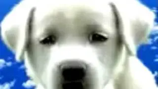 babyhund will knuddeln.3gp