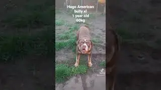 Hugo American bully xl 60kg 1 year old #chocolate #fypシ #follow #cute #xlbully #love  #piano #1k #5k