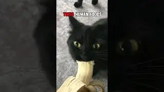 Foods That Will Kill Your Cat 😱  #short