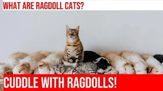 Ragdoll Cats: The Lap Cat Breed