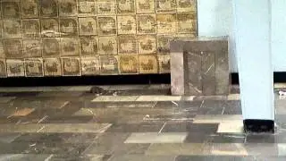 Ratas en el metro