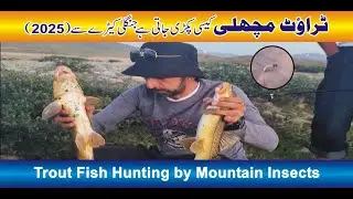 Trout fish hunting by mountain insects in gilgit baldistan || Trout fishing in deosai skardu || 2025