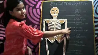 Skeleton System model using cardboard and explanation by Priscilla